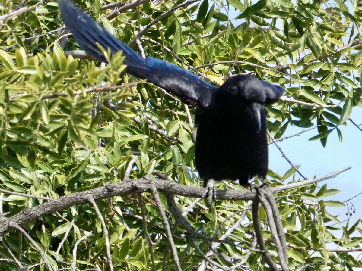 American Crow - ML636526993
