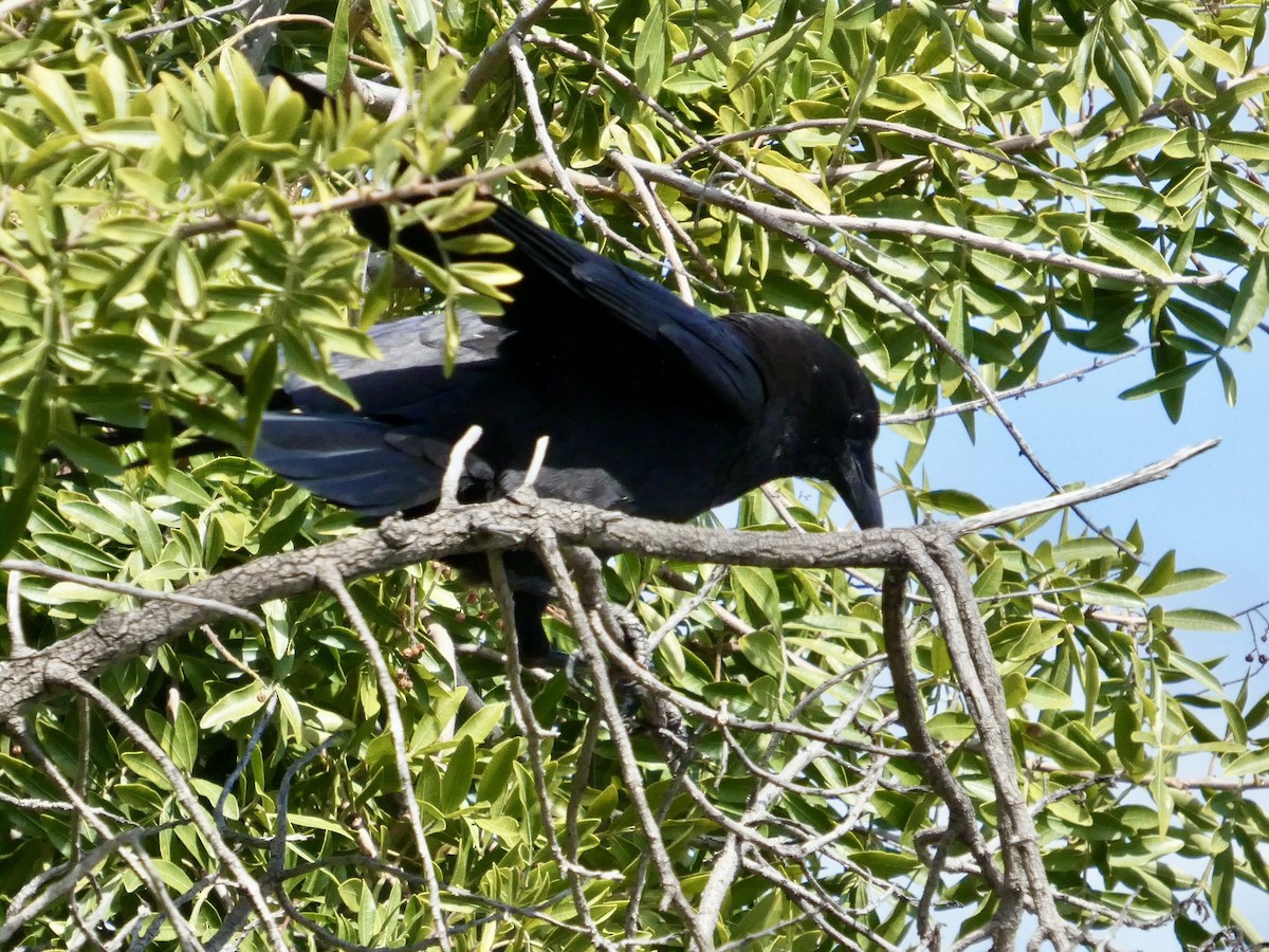 American Crow - ML636526994