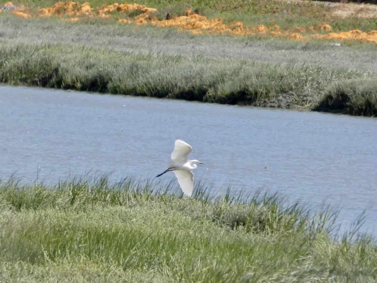 Snowy Egret - ML636527009