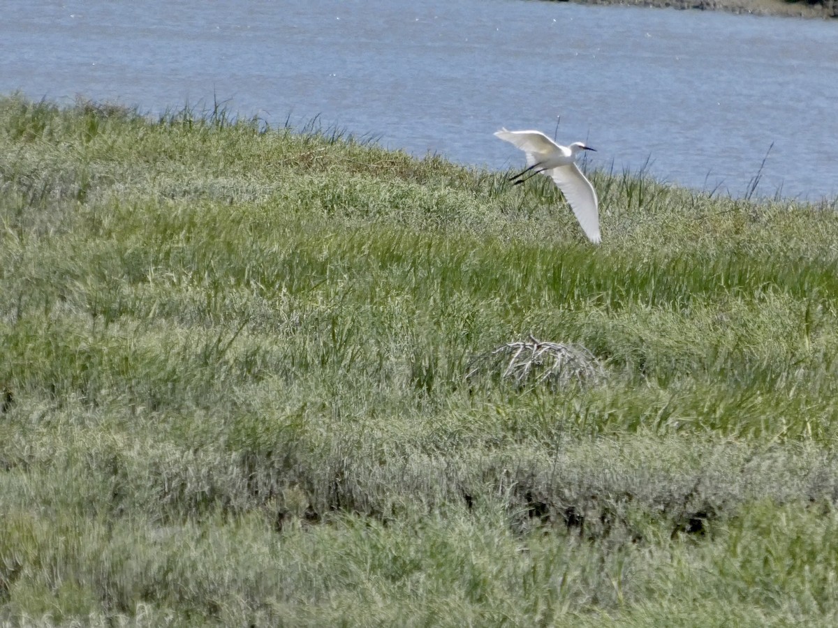Snowy Egret - ML636527010