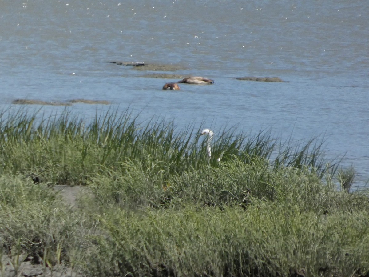 Snowy Egret - ML636527012