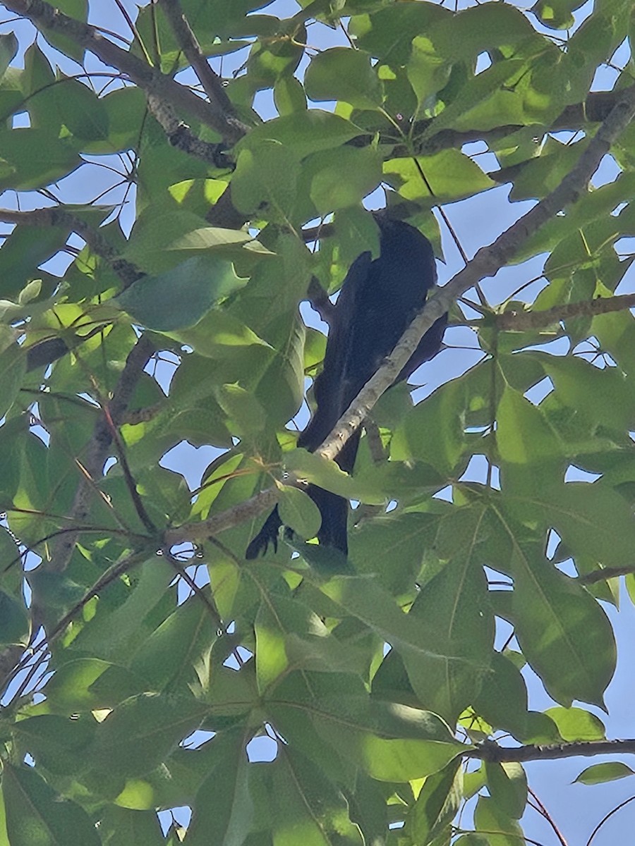 Black Bulbul - ML636527021