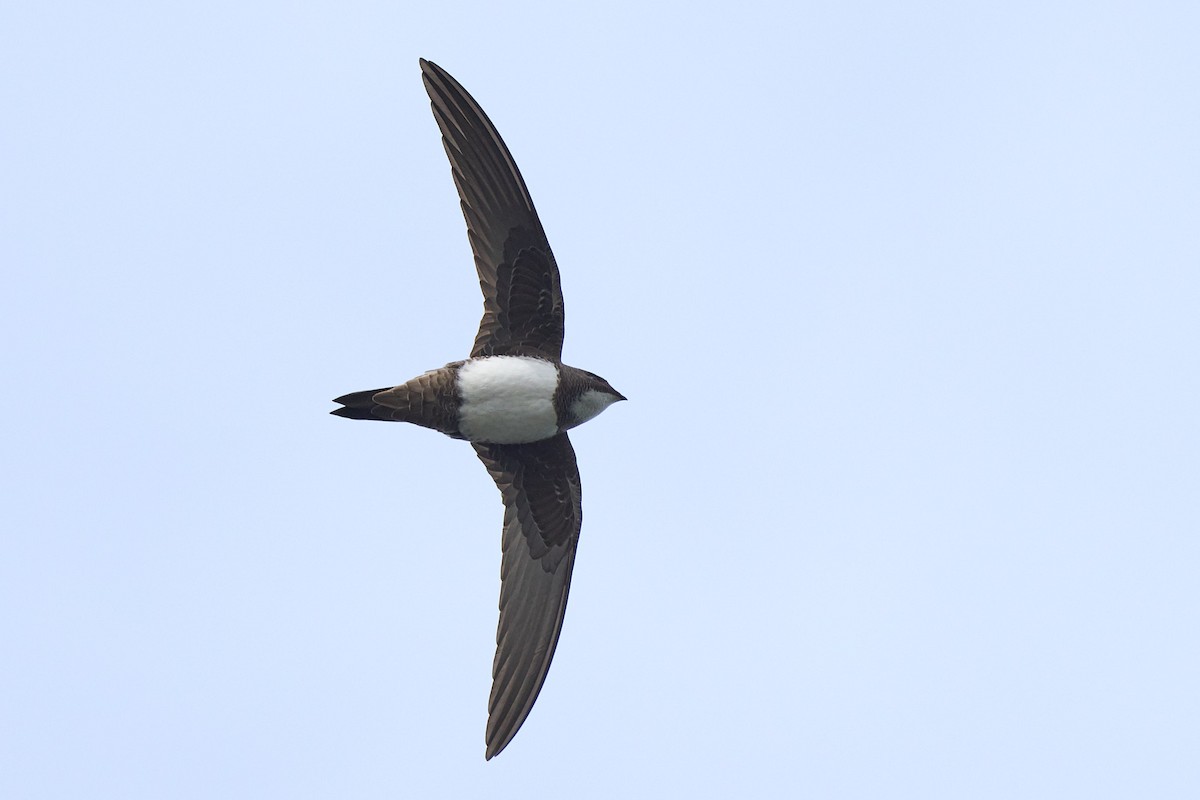 Alpine Swift - ML636527034