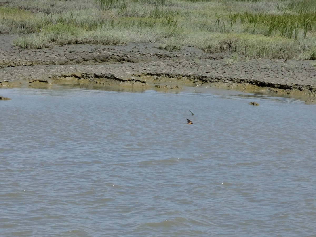Barn Swallow - ML636527038