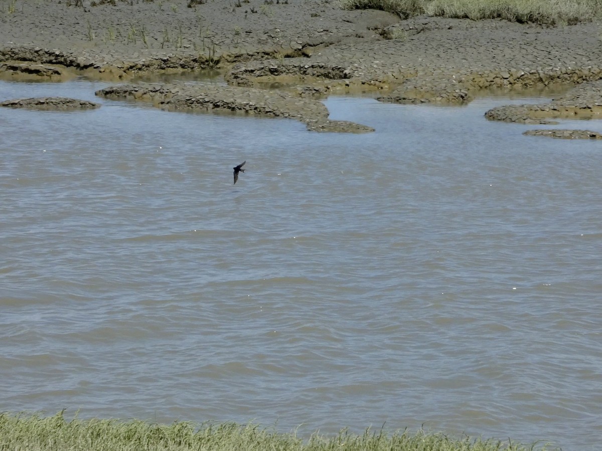 Barn Swallow - ML636527039