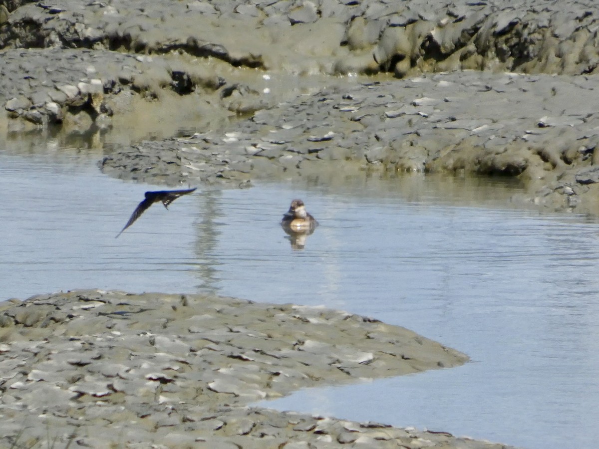 Barn Swallow - ML636527040