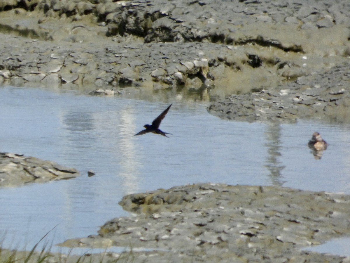 Barn Swallow - ML636527042