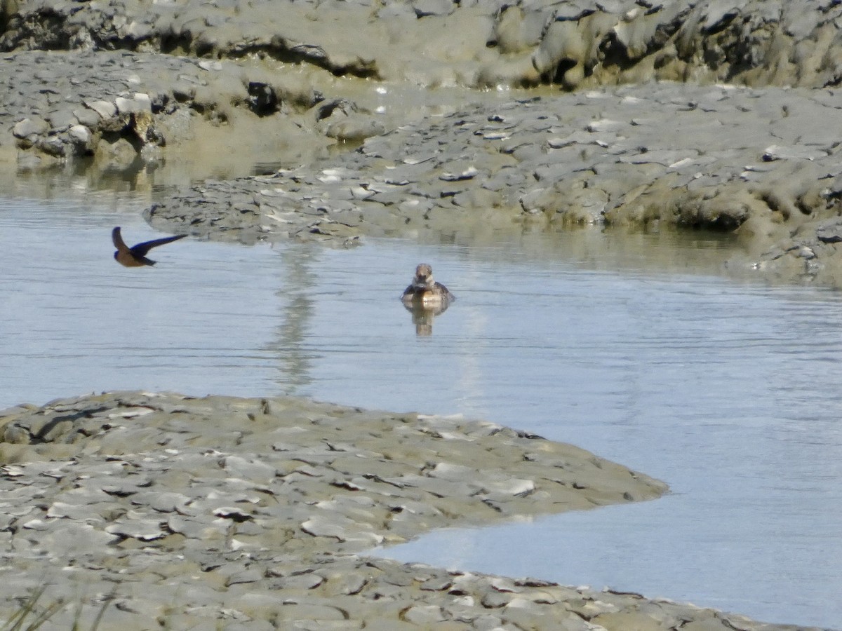 Barn Swallow - ML636527043