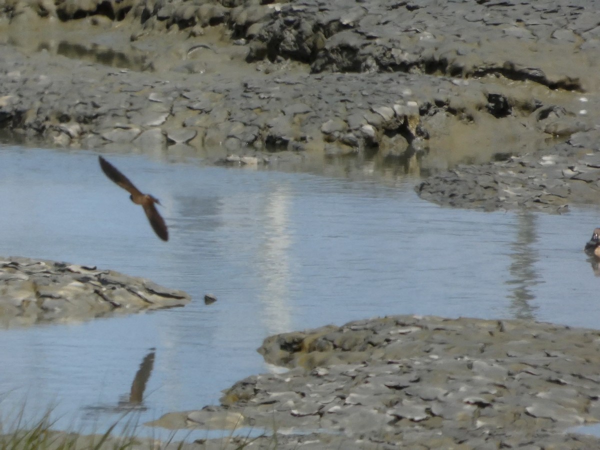 Barn Swallow - ML636527044