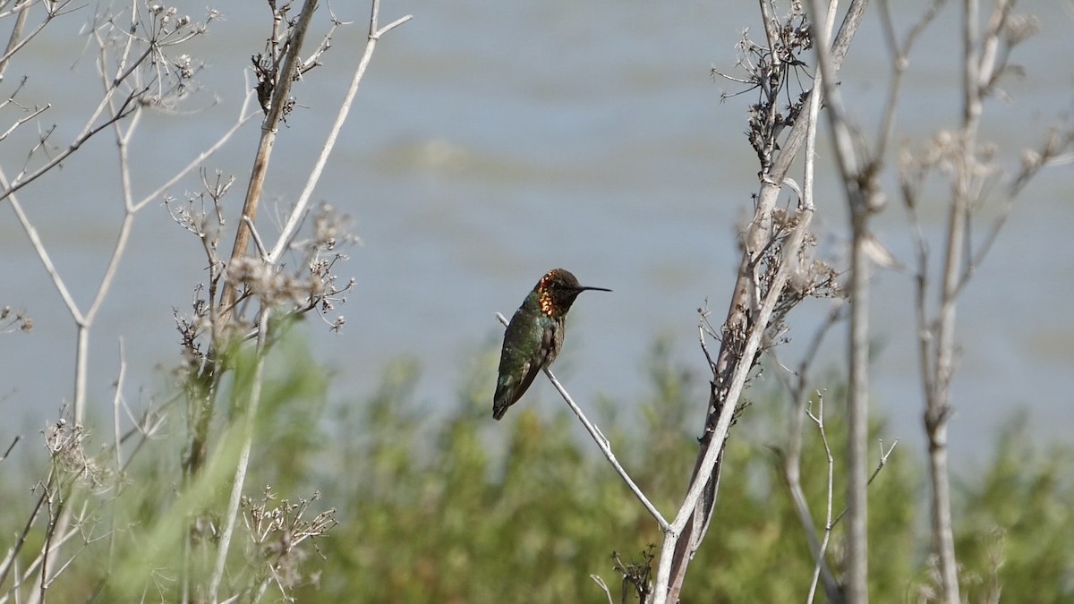 Anna's Hummingbird - ML636527102