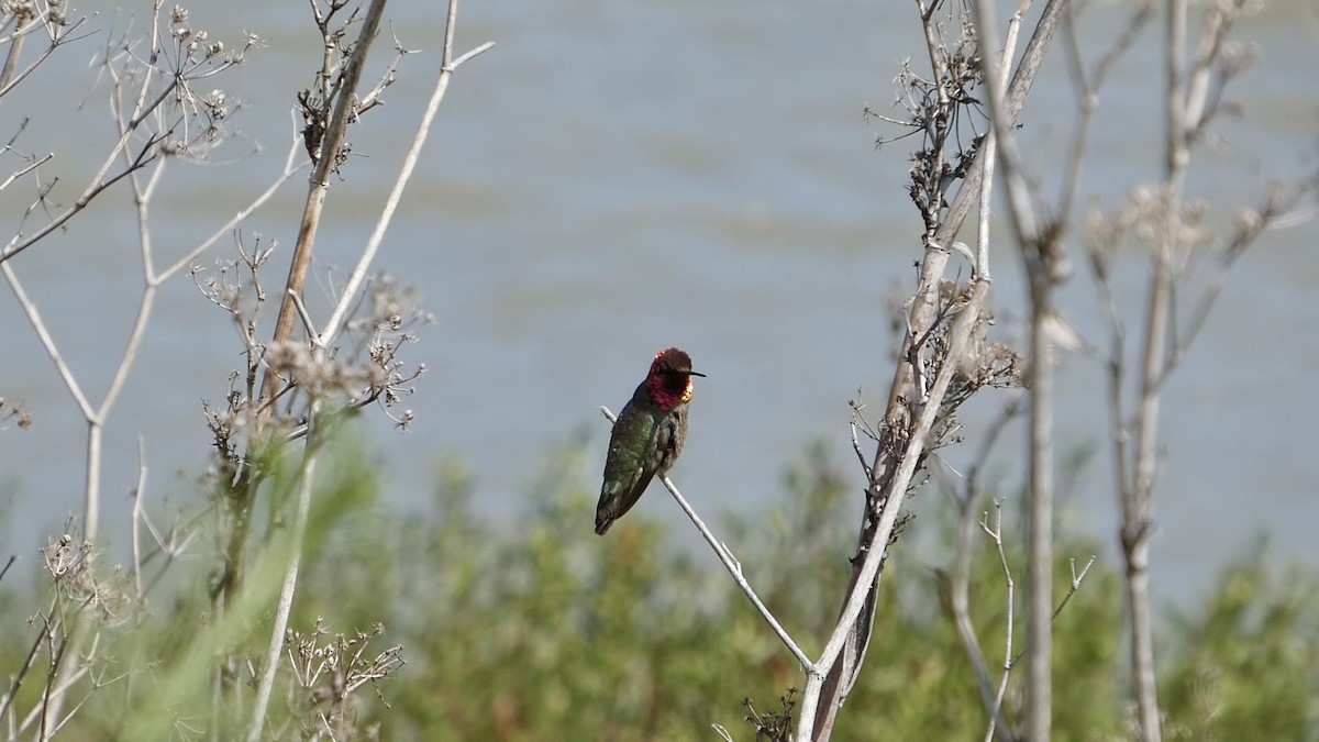 Anna's Hummingbird - ML636527103