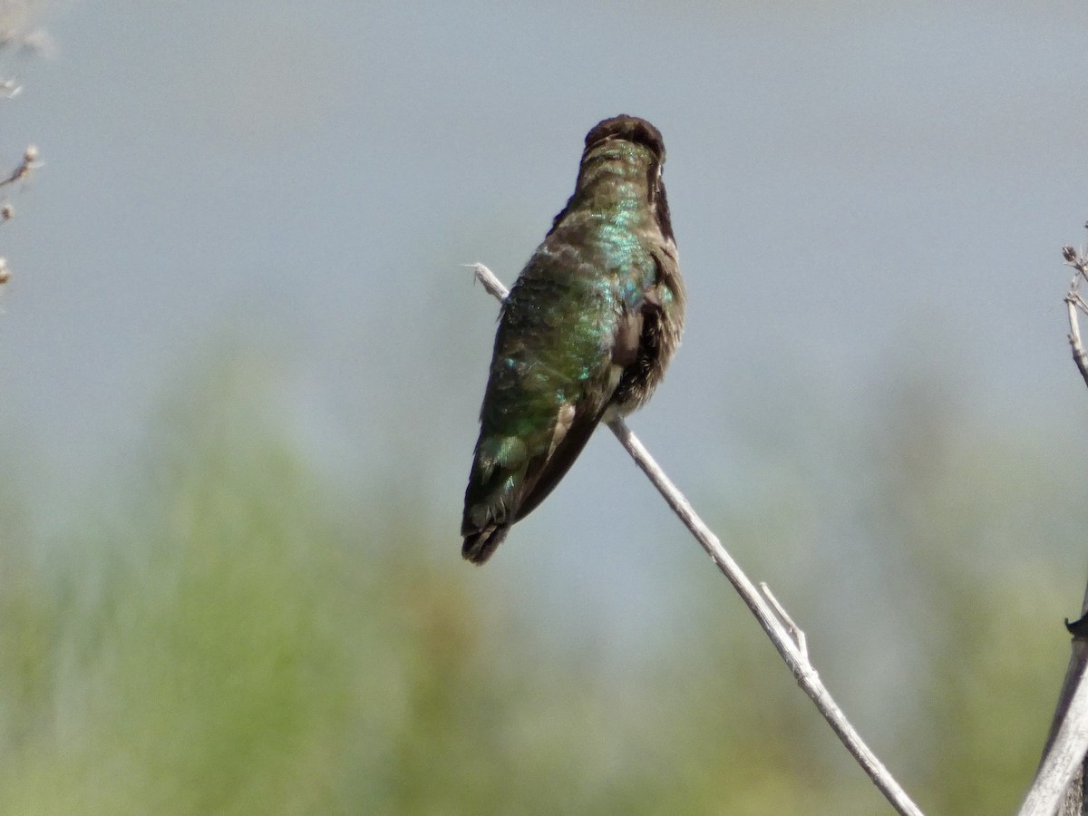 Anna's Hummingbird - ML636527104