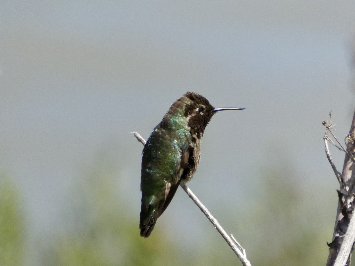 Anna's Hummingbird - ML636527105