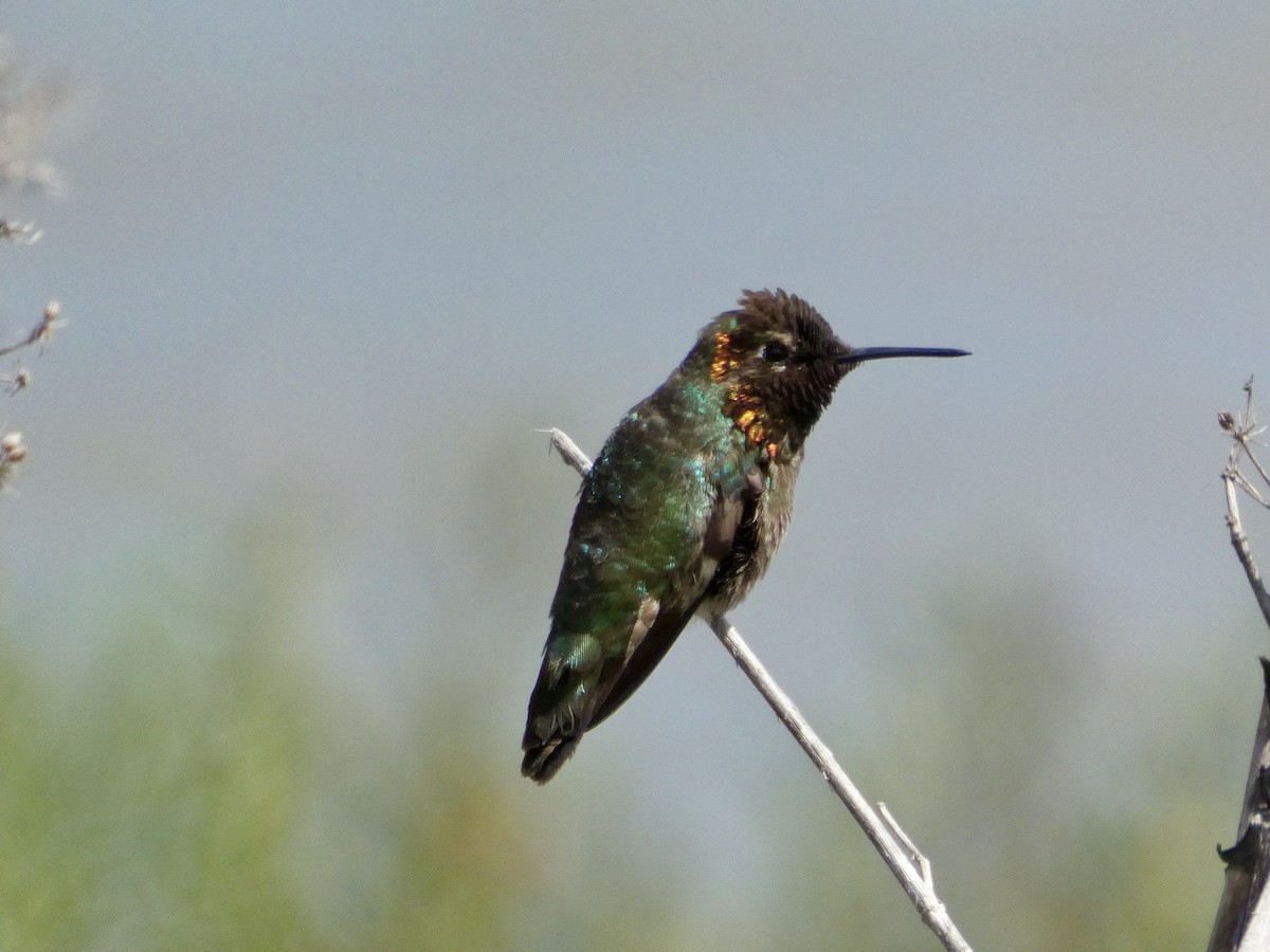 Anna's Hummingbird - ML636527107