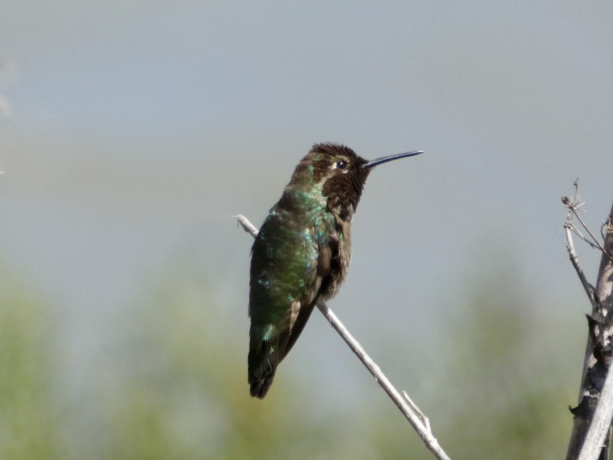 Anna's Hummingbird - ML636527108