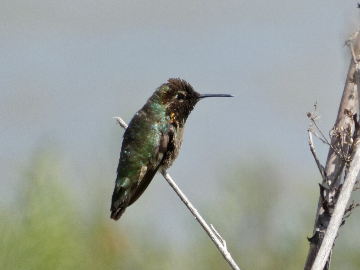 Anna's Hummingbird - ML636527109