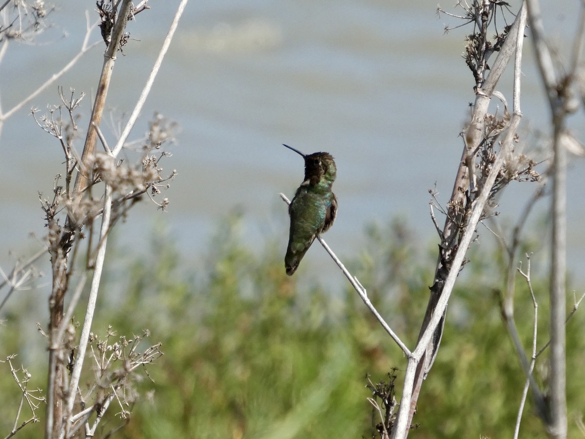 Anna's Hummingbird - ML636527111