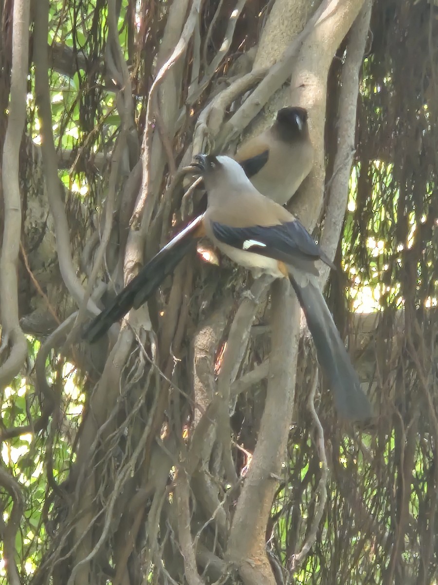 Gray Treepie - ML636527115