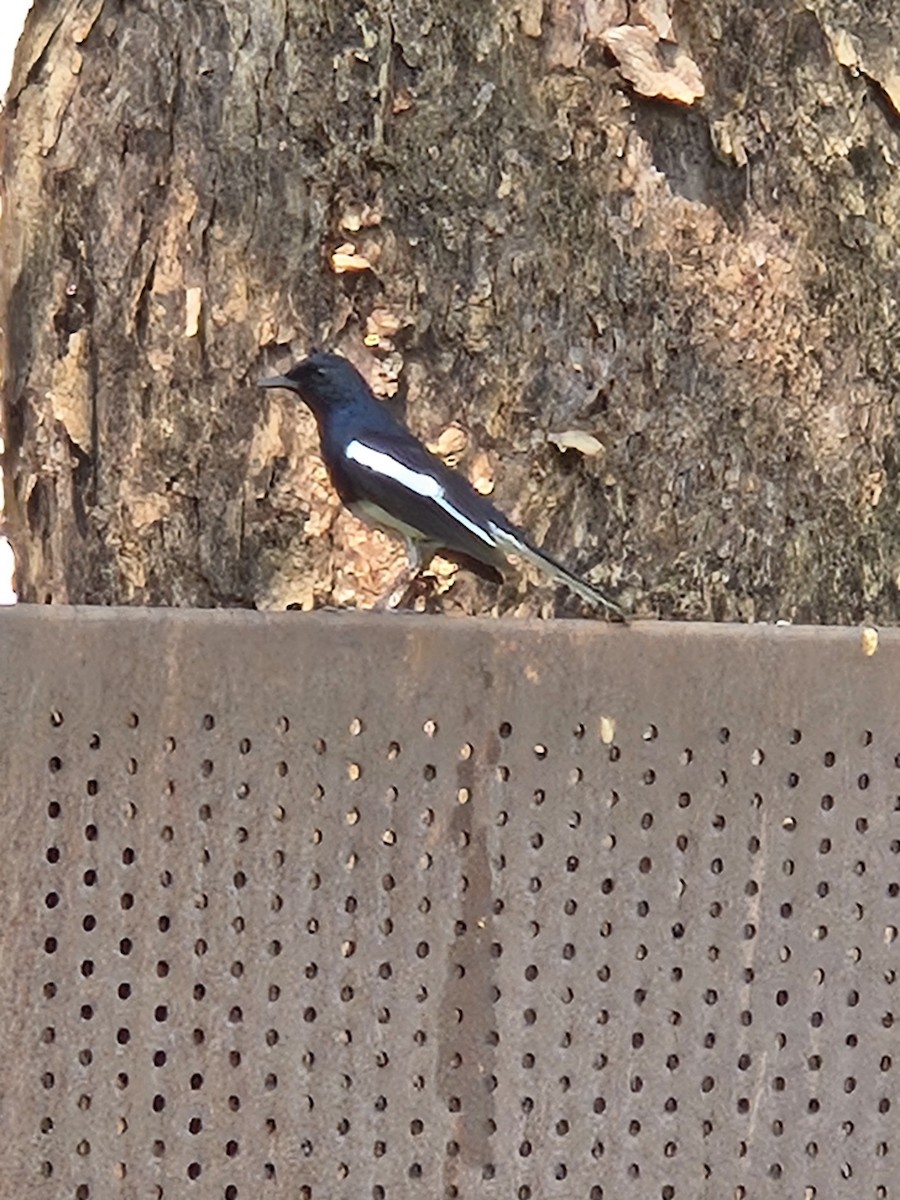 Oriental Magpie-Robin - ML636527203