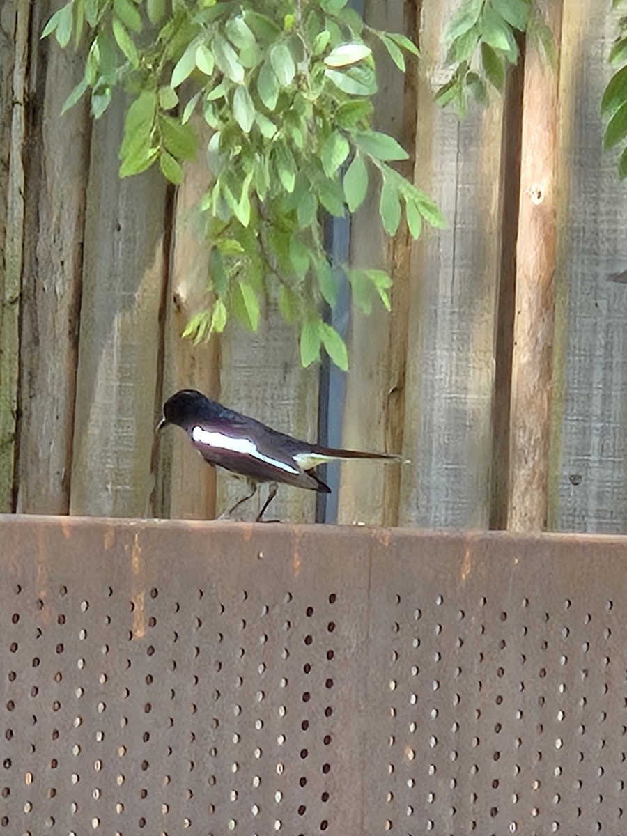 Oriental Magpie-Robin - ML636527204