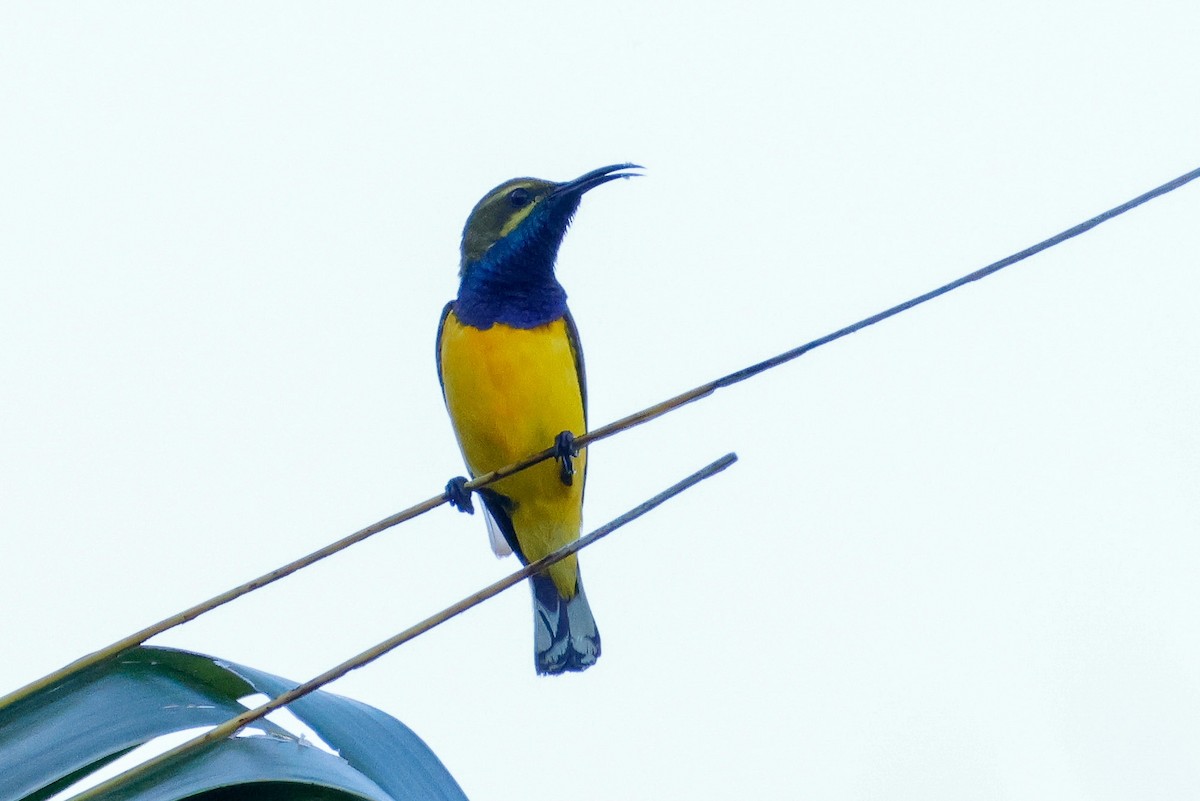 Sahul Sunbird - ML636527213
