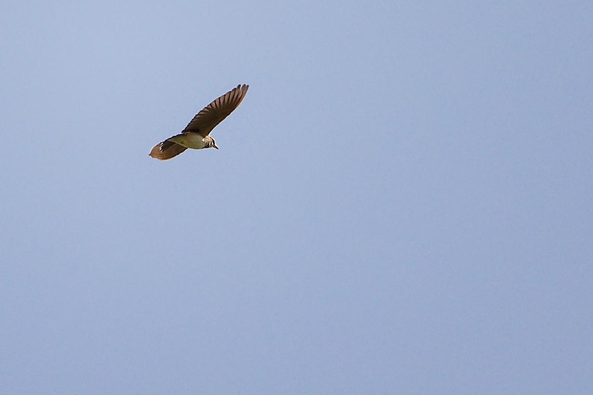 クビワコウテンシ - ML636527242