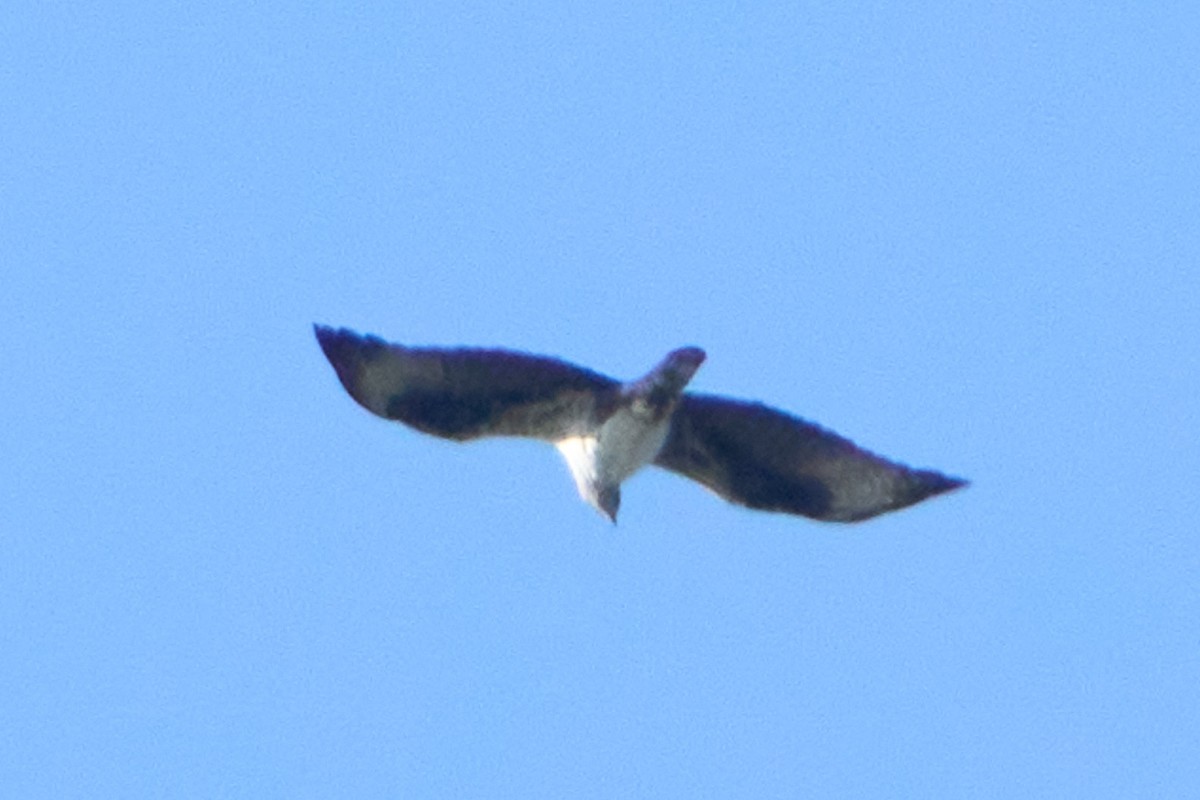 Харсун бүргэд - ML636527339