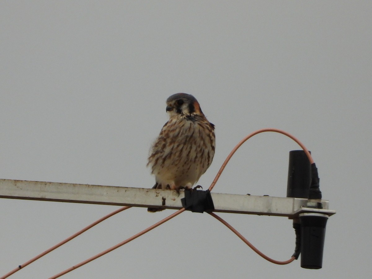 American Kestrel - ML636527374
