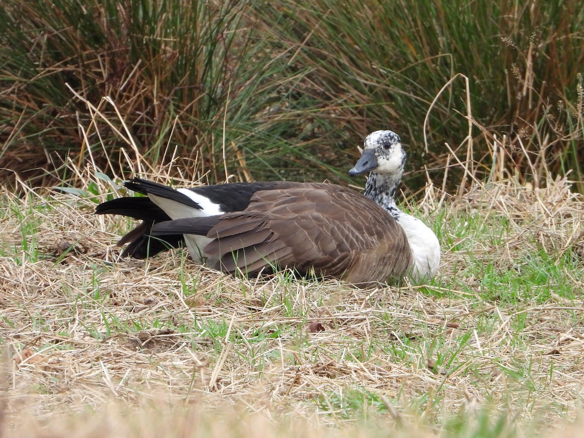 Canada Goose - ML636527382