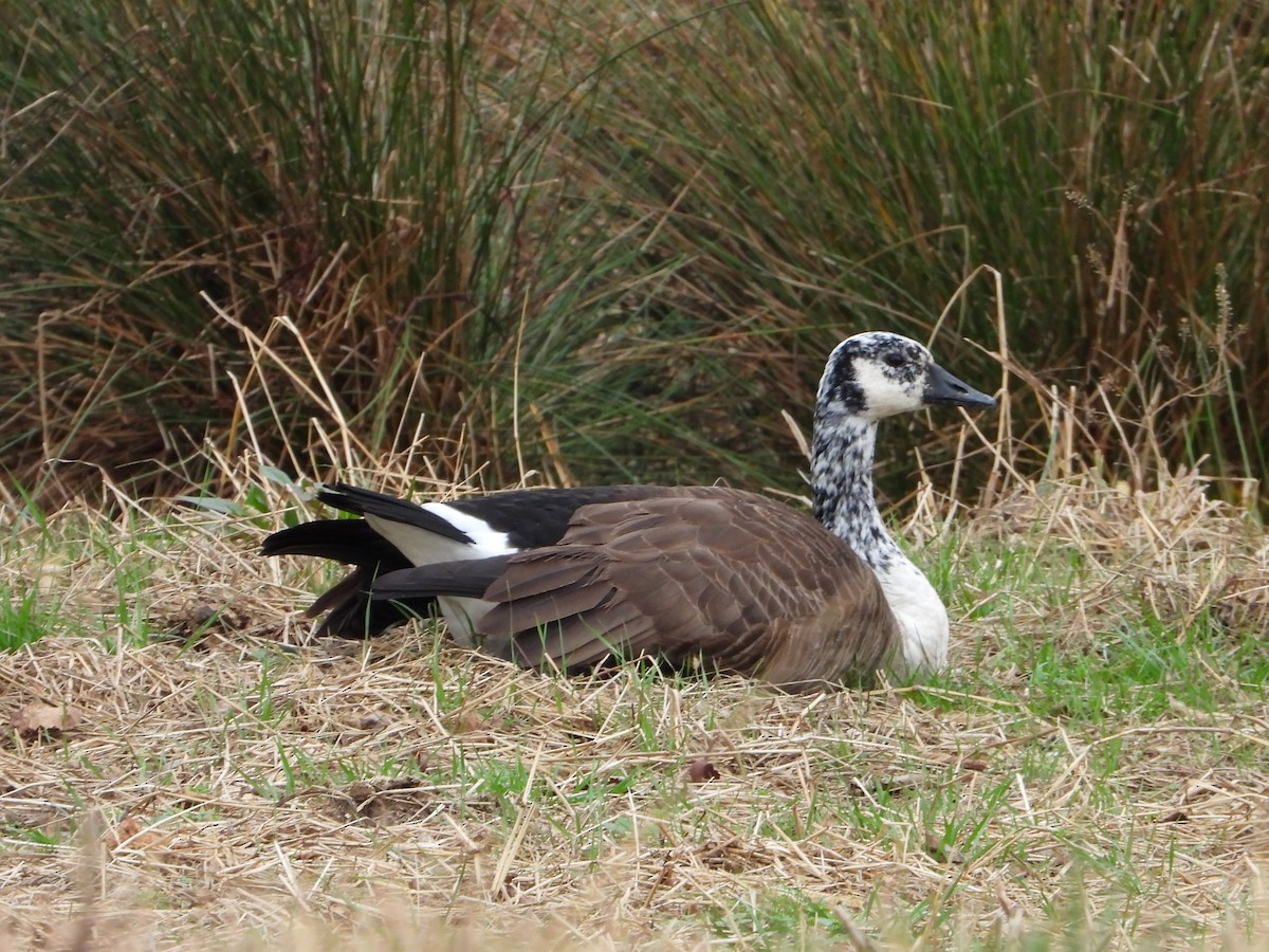 Canada Goose - ML636527388