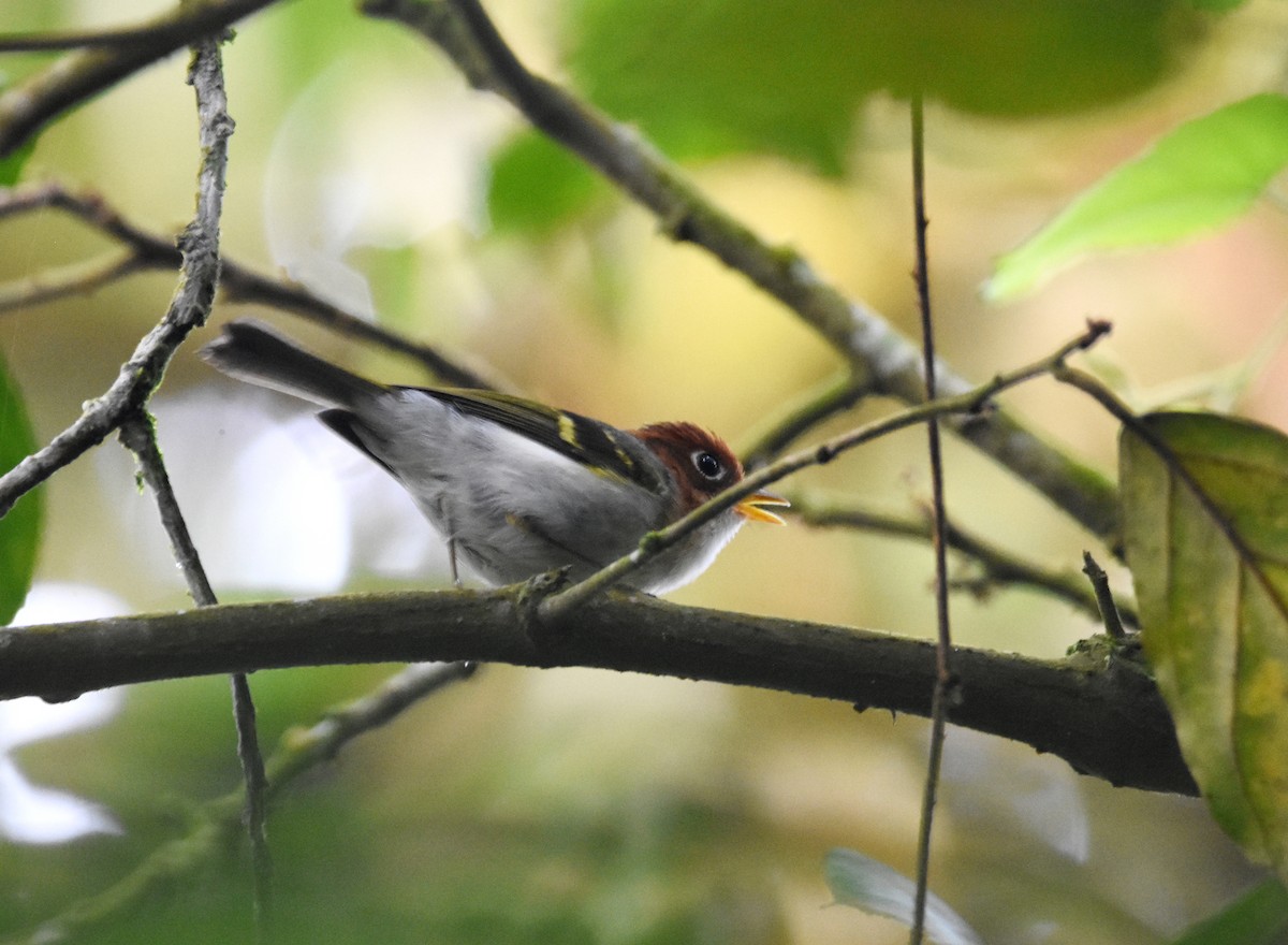 Sunda Warbler - ML636527430