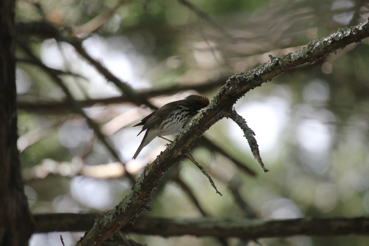 Paruline couronnée - ML636527431
