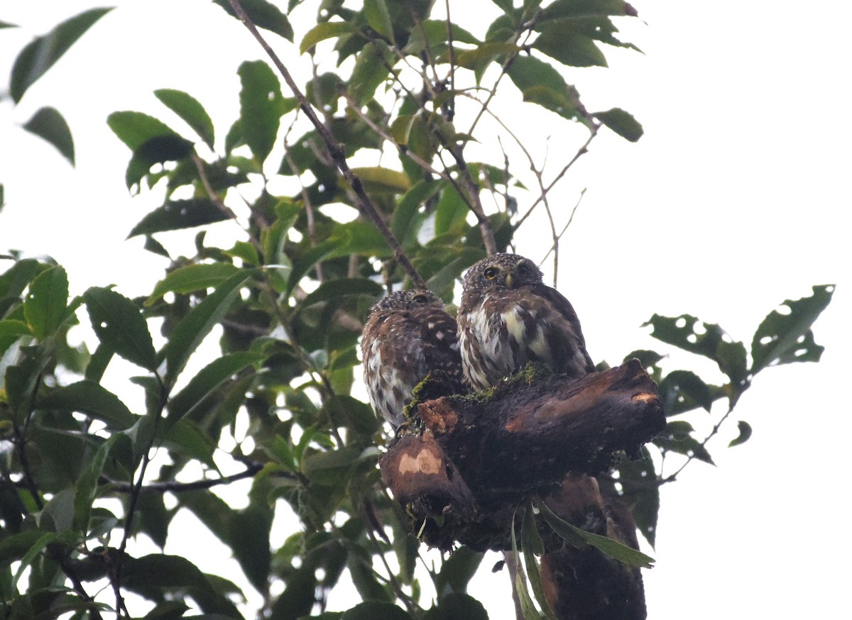Sunda Owlet - ML636527534