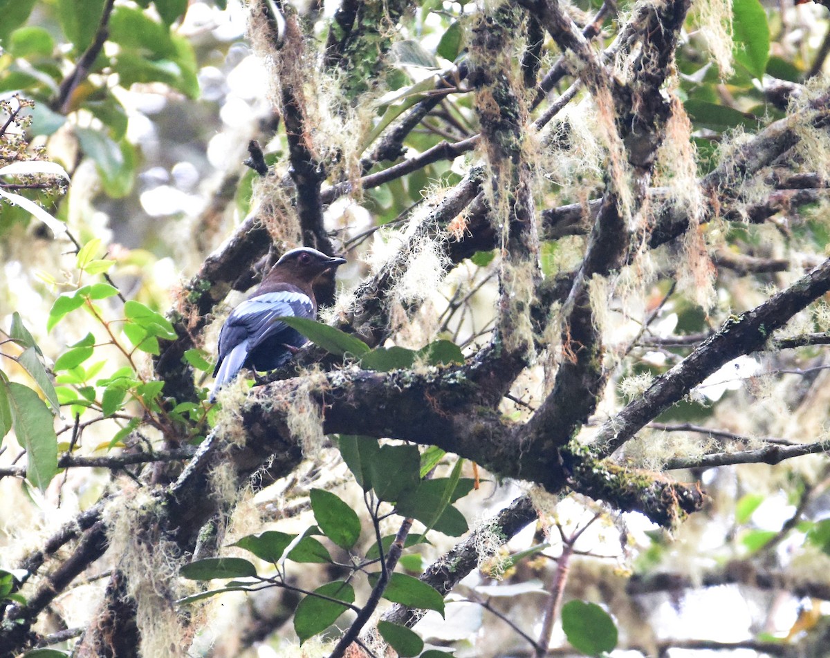 Sumatran Cochoa - ML636527547
