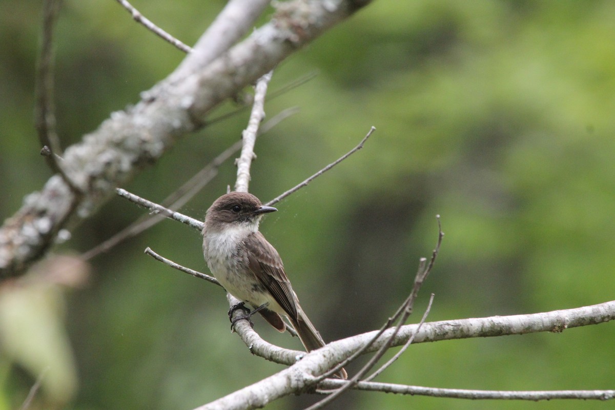 ツキヒメハエトリ - ML636527576