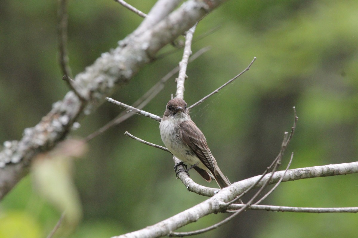 ツキヒメハエトリ - ML636527577