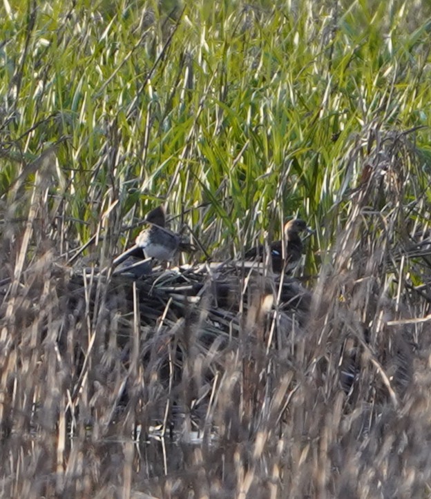 Hooded Merganser - ML636527658