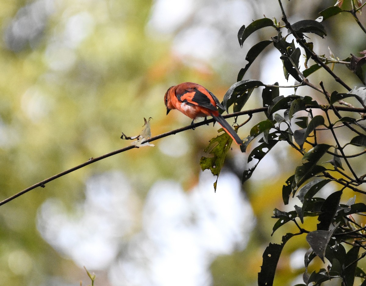 Sunda Minivet - ML636527676