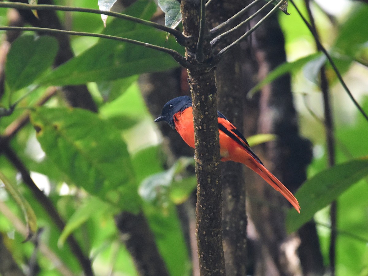 Sunda Minivet - ML636527677
