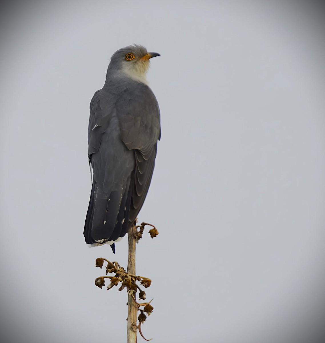 Эгэл хөхөө - ML636527693