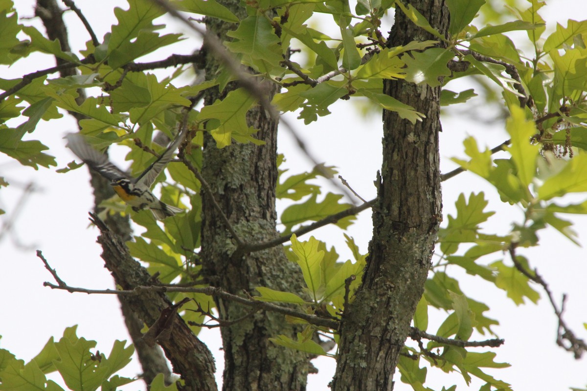 キノドアメリカムシクイ - ML636527729