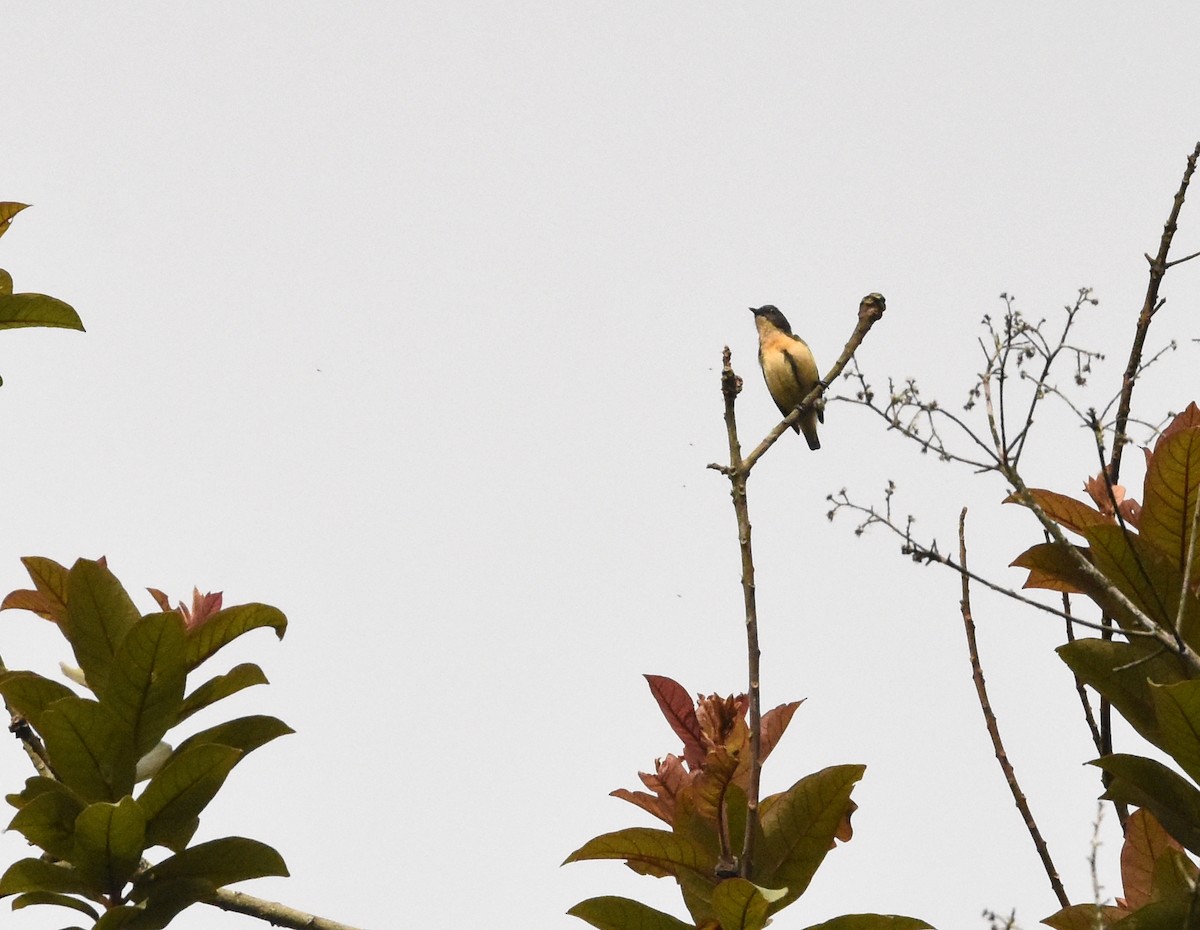 Sumatran Flowerpecker - ML636527736