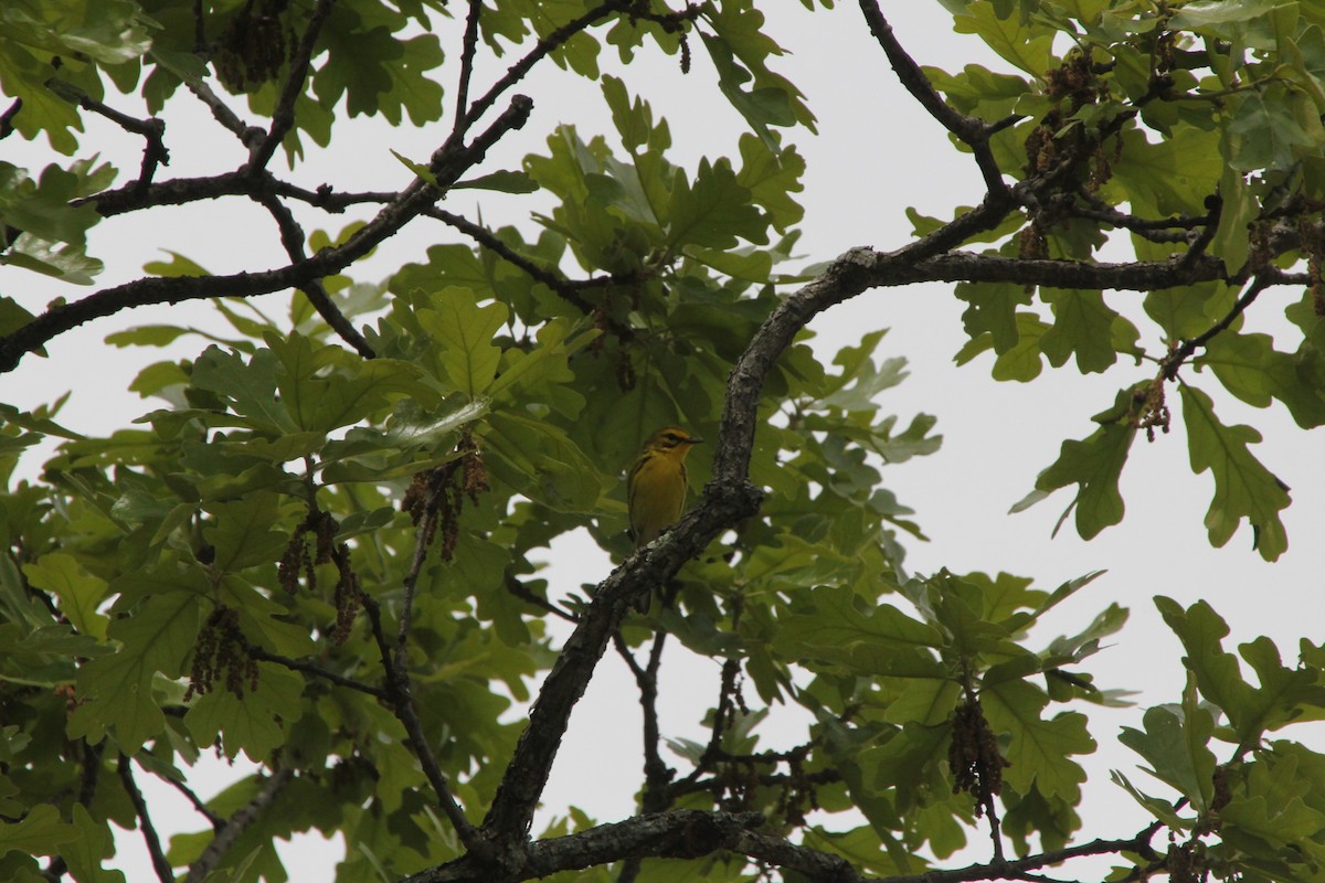 チャスジアメリカムシクイ - ML636527747