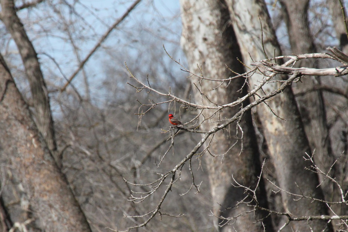 Vermilion Flycatcher - ML636527772