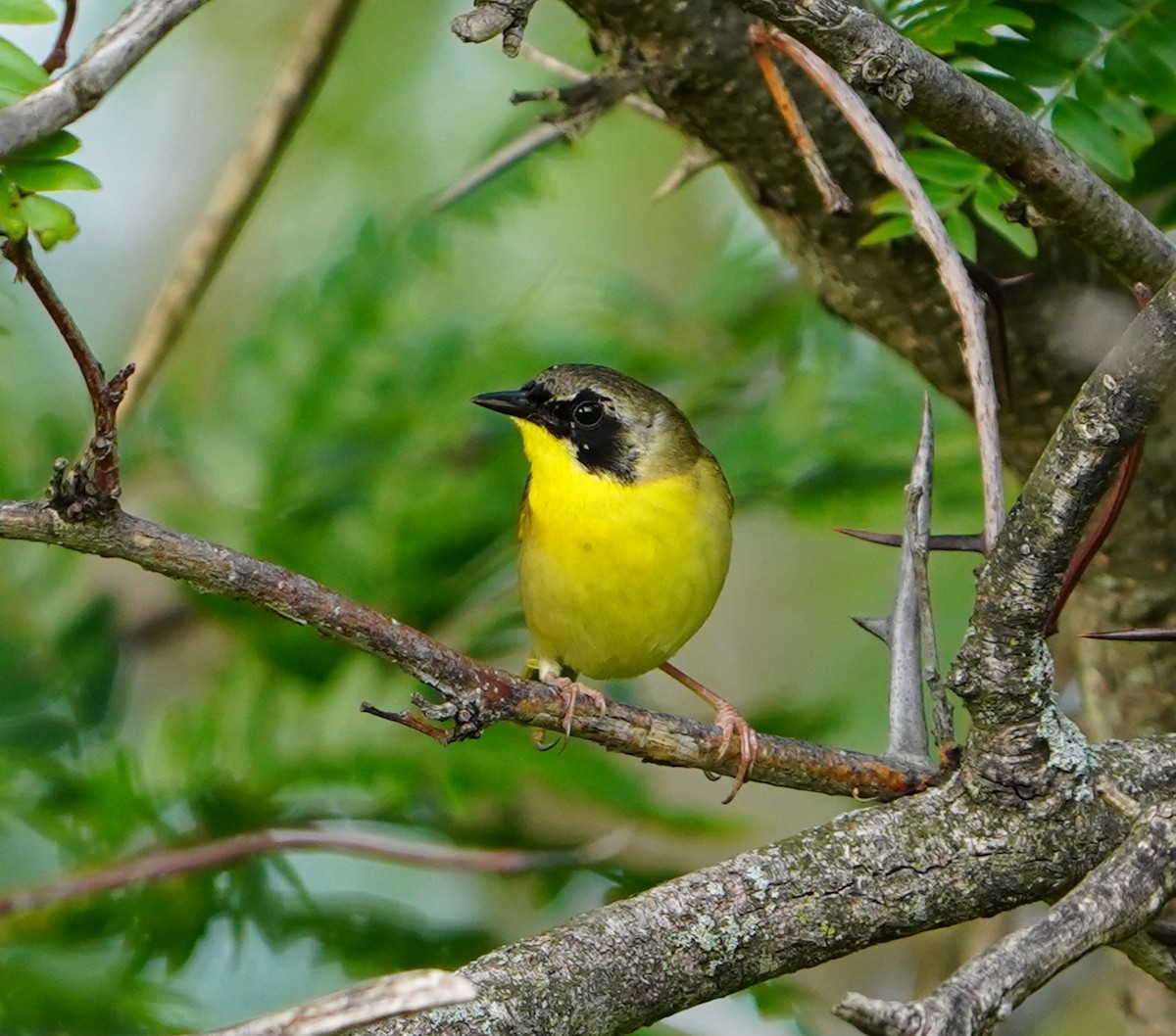 Common Yellowthroat - ML636527806