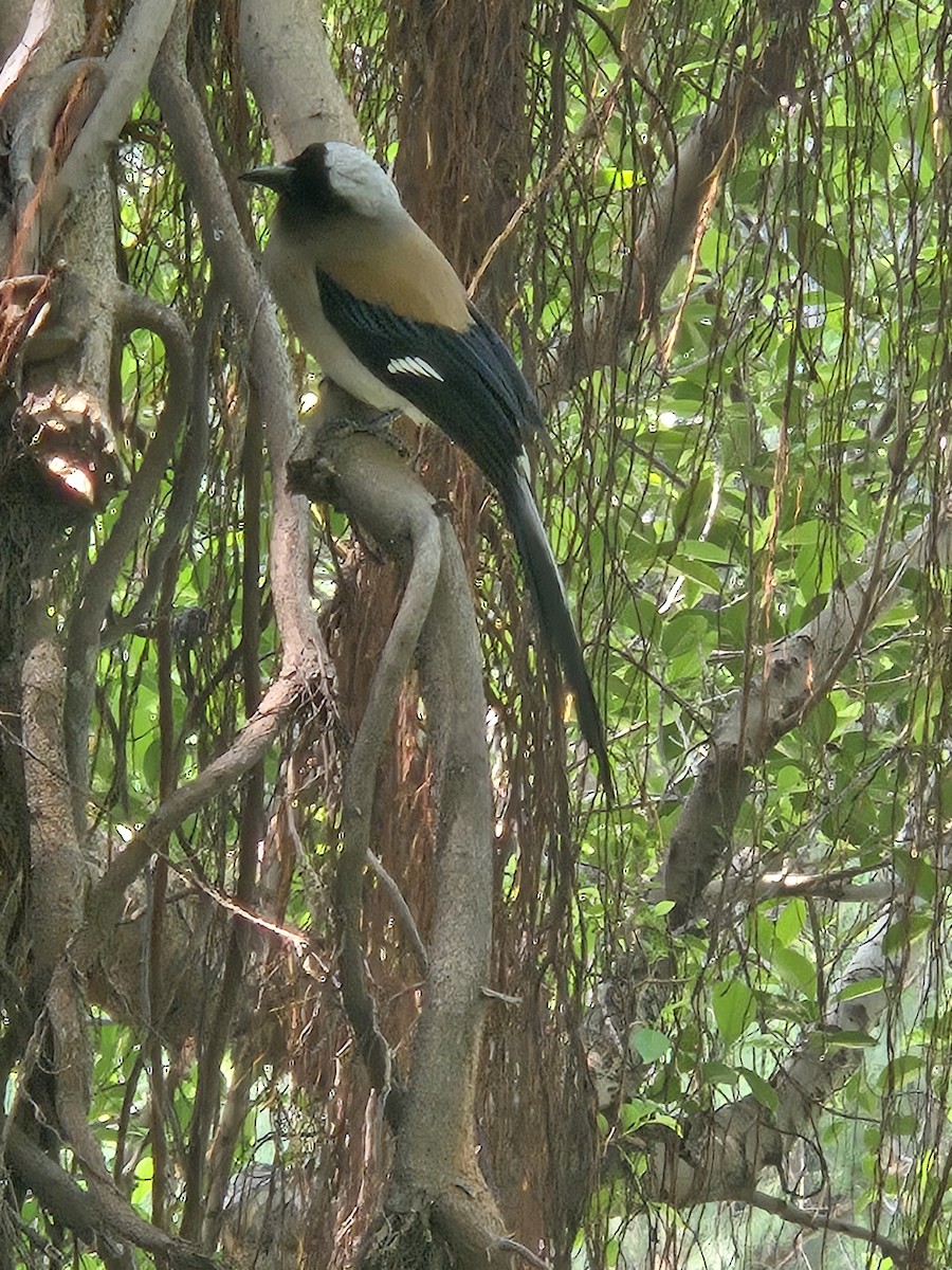 Gray Treepie - ML636527813