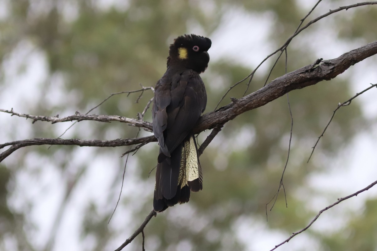 Yellow-tailed Black-Cockatoo - ML636527850