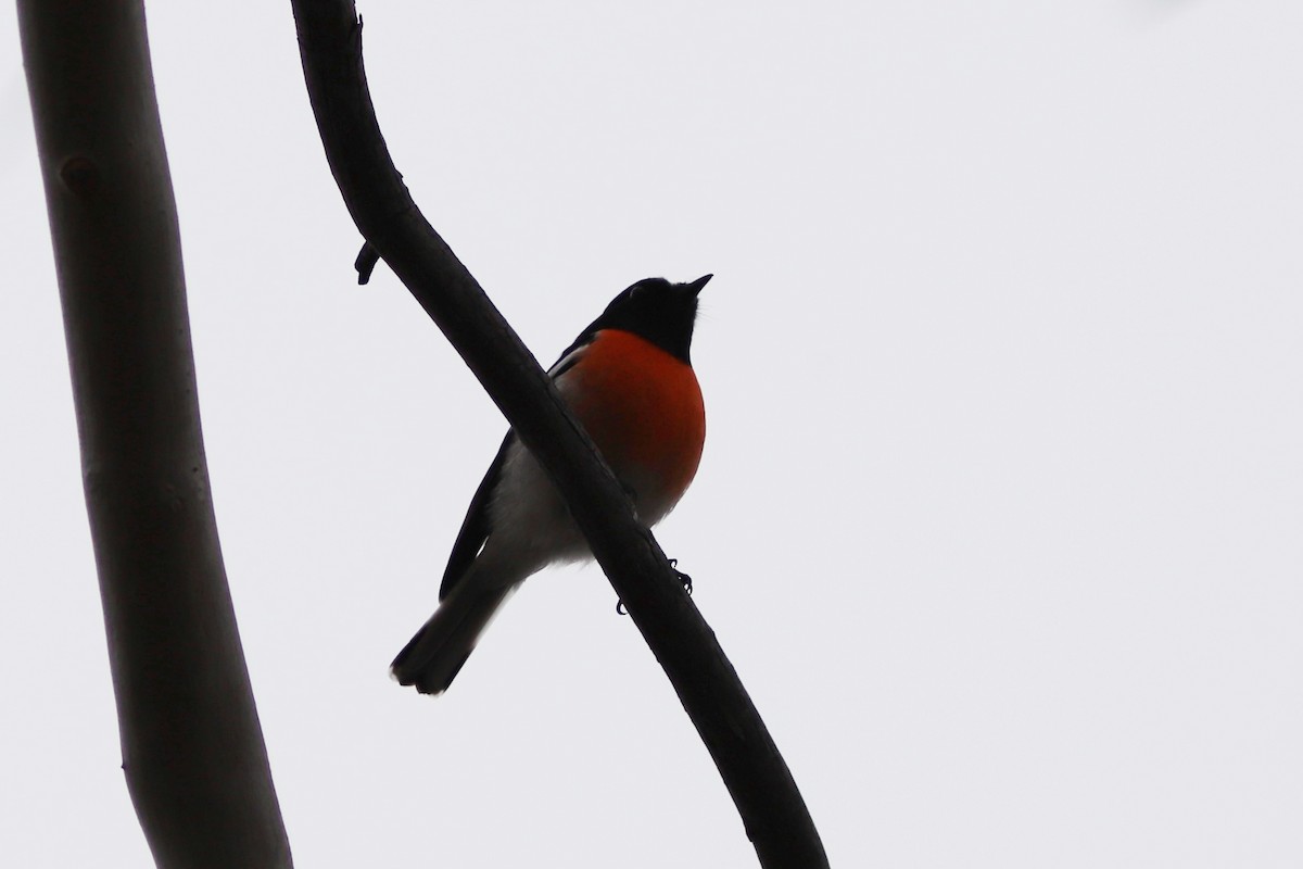 Scarlet Robin - ML636527855