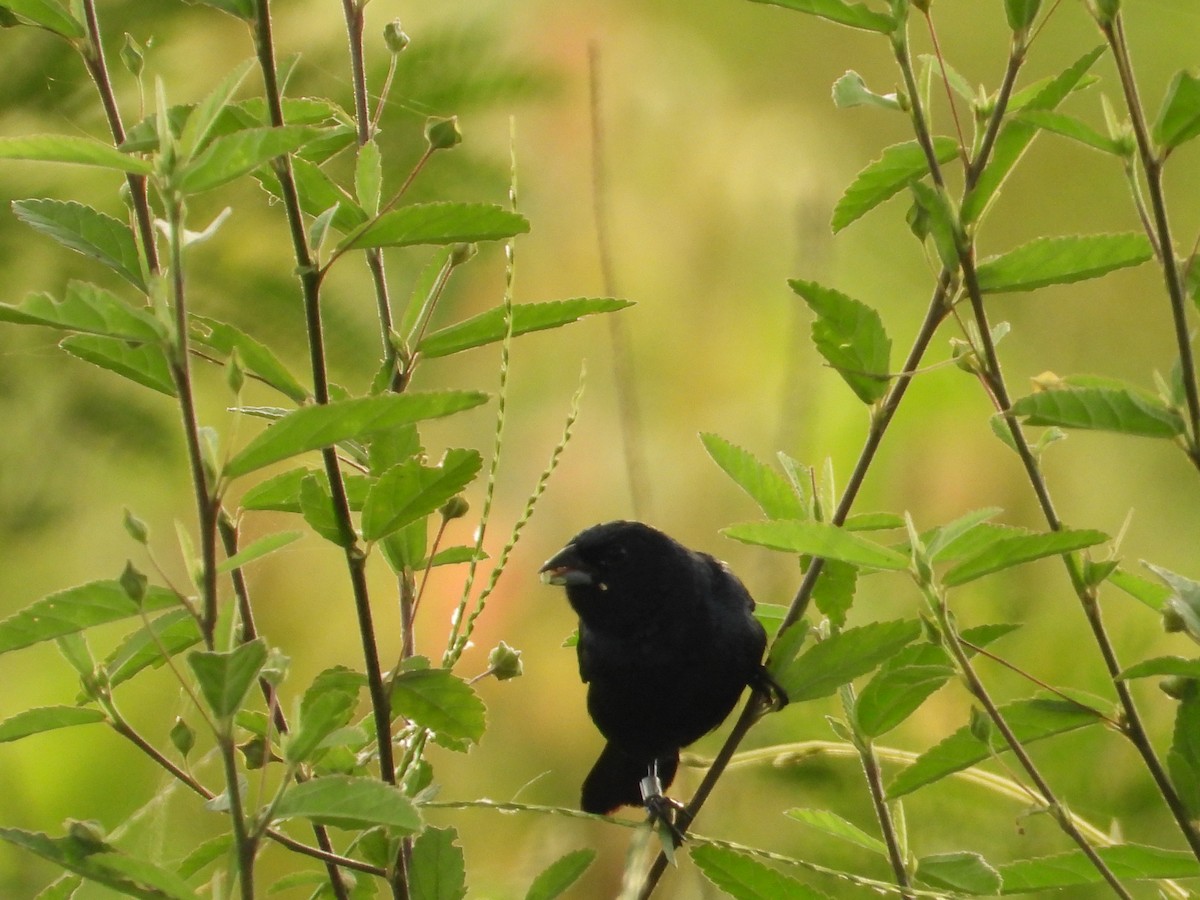 Blue-black Grassquit - ML636527878