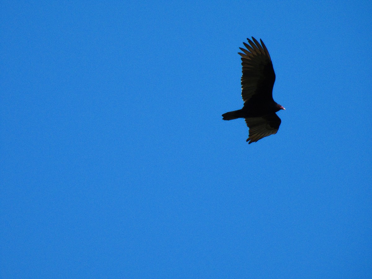 Turkey Vulture - ML636528007